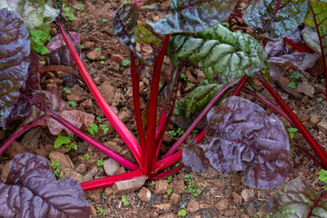 Swiss Chard vegetable in red color growing in a green house. 