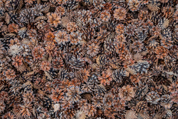 A dense collection of pine cones covers the forest floor, showcasing rich autumnal colors