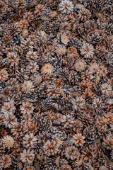 Colors of brown and orange fill the ground as pine cones create a natural tapestry in the wild