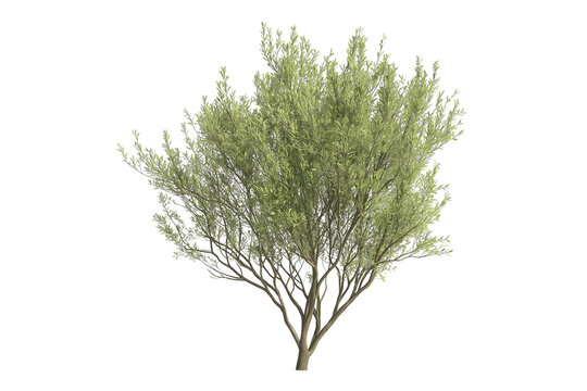 Salix Caprea Tree Isolated on Transparent Background. Isolated Salix Caprea Willow Tree.