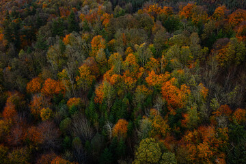 Aerial View of The Ravensdale Forest in Moody Evening Light With Subtle Autumn Colours