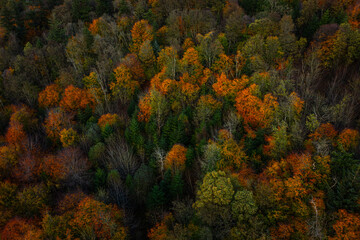 Aerial View of The Ravensdale Forest in Moody Evening Light With Subtle Autumn Colours