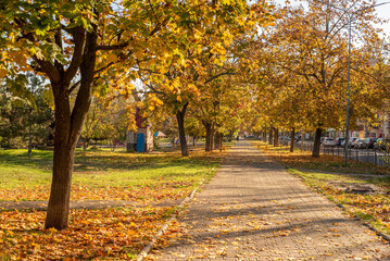 Fototapeta premium Ukraine, Odessa, November 6, 2025. Autumn park in the city center with yellow foliage.