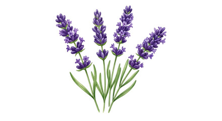 Fototapeta premium Beautiful bouquet of purple lavender flowers with green stems isolated on transparent background