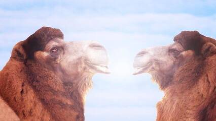 Two happy camels against the backdrop of the sky and sun.