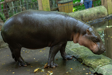 A hippopotamus taking a bath in a zoo in Lombok, Indonesia in the morning