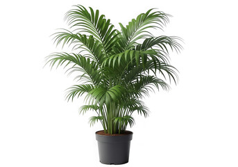 Obraz premium Green areca palm plant in a pot isolated on transparent background