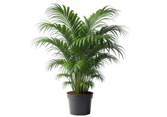 Green areca palm plant in a pot isolated on transparent background