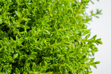 Fresh and fragrant thyme fills the space with life, basking in warm sunlight