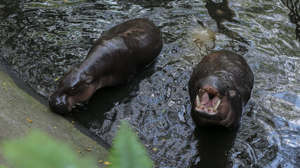 A hippopotamus taking a bath in a zoo in Lombok, Indonesia in the morning