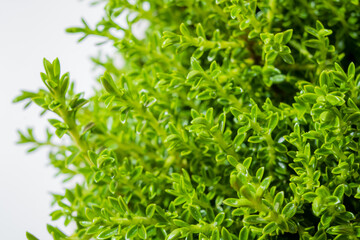 Bright green thyme leaves thrive indoors, embodying nature and vitality