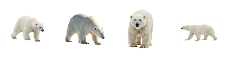 Fototapeta premium Four polar bears stand and walk across icy terrain isolated on black arctic bear