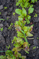Bright green leaves of chard burst from dark soil, showcasing nature's beauty on a sunny day