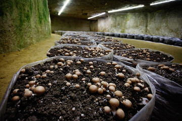 Bags with growing mushrooms in old style fungus farming facility
