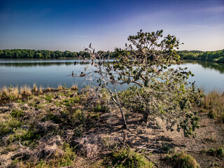 Cormorants perched on a tree above a fish pond in Barycz Valley, Poland &ndash; wildlife and nature scene