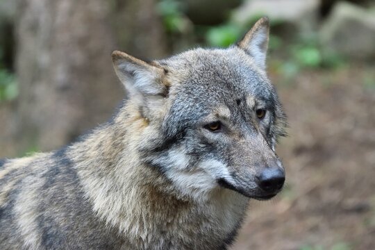 Wolf