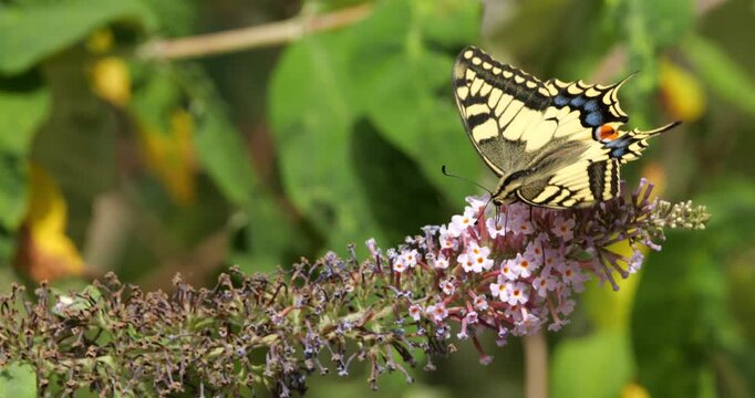 Old World swallowtail ( Papilio machaon), also knowed as the common yellow swallowtail or swallowtail. Southern France.