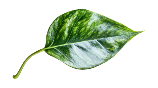 Variegated Green Leaf isolated on a transparent background