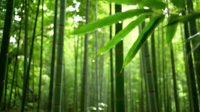 Macro perspective on bamboo culms, highlighting the intricate texture, vibrant green hues, and segmented nodes, with dew drops glistening. Detailed organic patterns