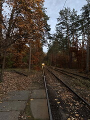 Fototapeta premium Tram approaches through serene autumn landscape with colorful leaves alongside the tracks at dusk in a quiet forest