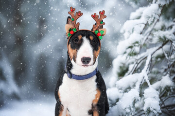 funny bull terrier dog portrait in antlers headband in the falling snow for Christmas