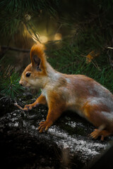 Red squirrel climbing on a tree trunk