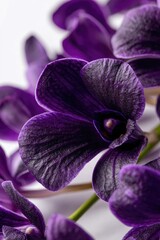 Closeup View Of Dark Purple Orchid