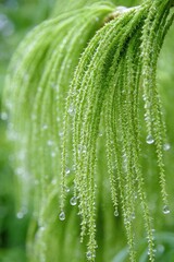 Closeup Of Green Plant With Dew Drops