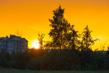 Beautiful summer sunset on the outskirts of the city. There is a tree and bushes in the foreground. A residential building is visible in the distance. The sun is low above the horizon.
