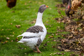 White Geese on a Farm