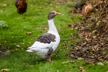 White Geese on a Farm
