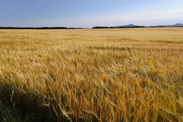View of gold barley field in the wind in Scotland, UK
