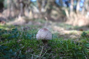 Brown mushroom growing in a woods in countryside of Scotland, UK