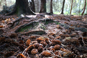 Pine cones falling under a pine tree in the forest