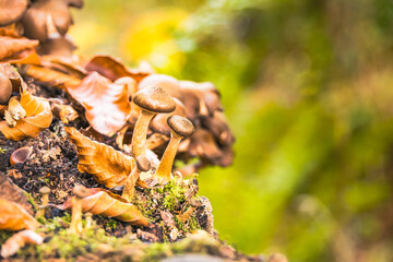 Wild Mushrooms Growing on Moss Covered Tree in Autumn Forest