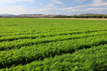 Carrots growing on a field in Scotland, UK