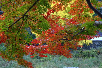 燃える秋