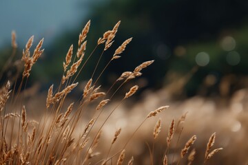 Obraz premium Golden wheat field swaying in breeze under clear blue sky