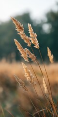 Obraz premium Golden wheat stalks in sunlit field with blurred green background