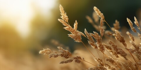 Tranquil sunset illuminating golden wheat stalks in a serene field