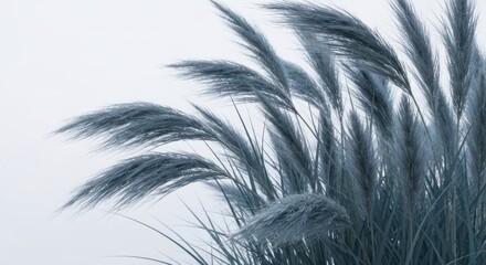 Obraz premium Blue-toned, feathery grasses against bright sky