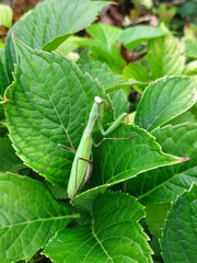 European mantis - green insect - on big green leaves