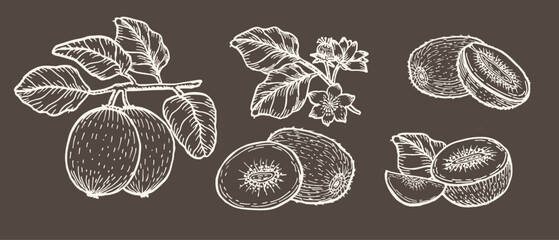 Kiwi fruit sketch set. Branch of kiwifruit, whole and halves, flowers outline in white color. Hand drawn vector illustration on brown background.