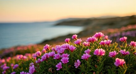 Pink flowers bloom on a coastal hillside, bathed in the warm light of a serene sunset