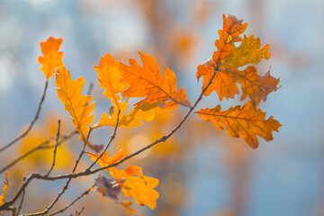 closeup red dry oak tree baranch in the forest, beautiful autumn natural background