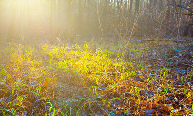 autumn  forest glade covered by red dry leaves in light of sparkle sun