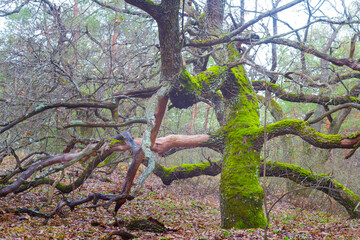 calm autumn forest glade covered by red dry leaves