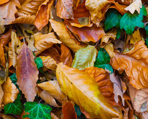 closeup red  dry  leaves on ground, beautiful seasonal natural background