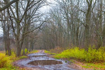 ground road in mud with puddle among the forest