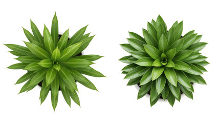 Green Tropical Succulent Plants